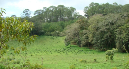 Empautado